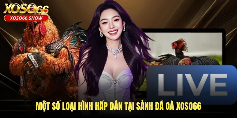Một số loại hình hấp dẫn tại sảnh đá gà XOSO66