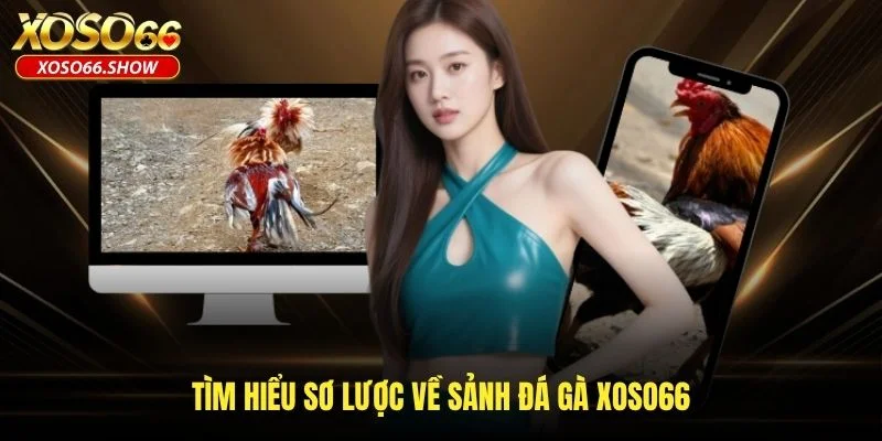 Tìm hiểu sơ lược về sảnh đá gà XOSO66